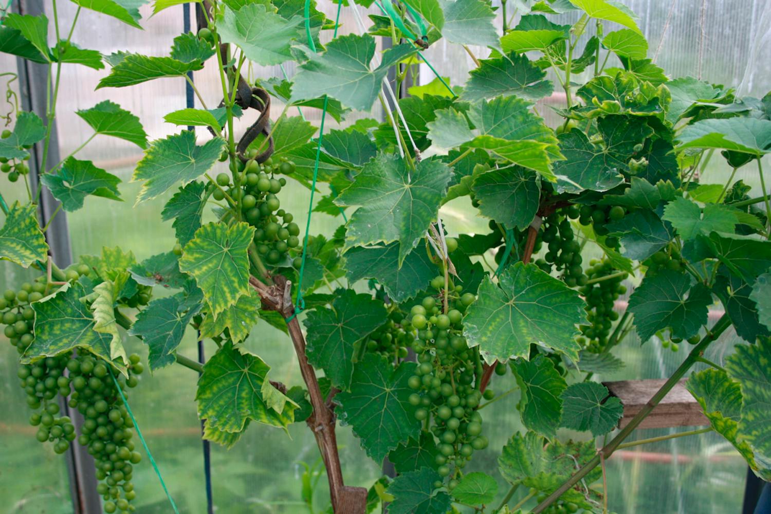 Drivhusplanter Drivhusplanter